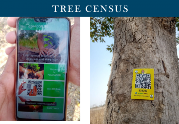 Tree Census